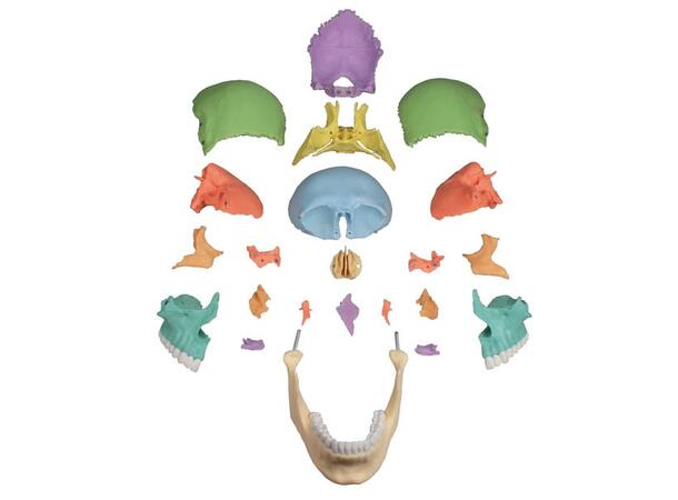 Osteopatisk Kranie 22 Deler Didactical Versjon